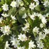 Lewisiopsis Tweedyi Alba